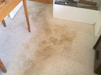 Supreme Carpet Cleaning 354522 Image 4